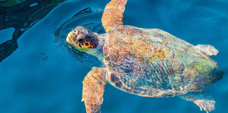 Морски костенурки се радват на празни турски плажове